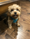 Puppy For Sale - Florida Fur Babies Puppy For Sale - Florida Fur Babies