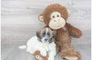 Meet Kevin - our Shih Pom Puppy Photo 2/3 - Florida Fur Babies