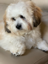 Cute Shichon Designer Pup