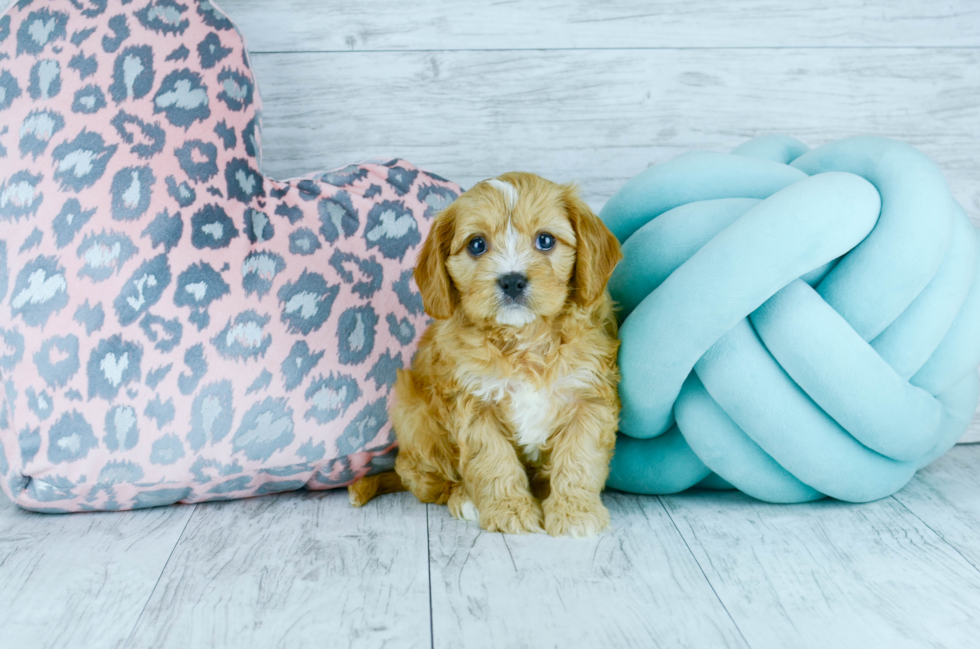 Meet  Red - our Cavapoo Puppy Photo 2/4 - Florida Fur Babies