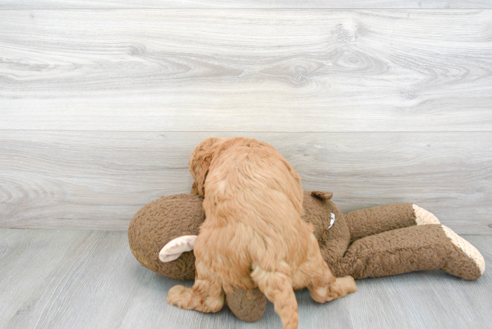 Meet Kramer - our Mini Goldendoodle Puppy Photo 3/3 - Florida Fur Babies