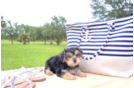 Meet  Rio - our Morkie Puppy Photo 4/4 - Florida Fur Babies