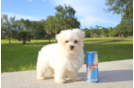 Meet Collin - our Maltese Puppy Photo 1/2 - Florida Fur Babies