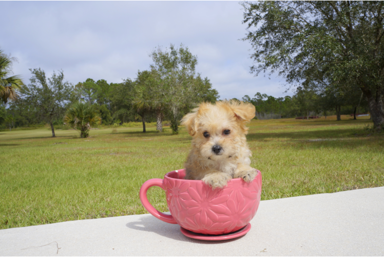 Meet Clove - our Morkie Puppy Photo 4/5 - Florida Fur Babies