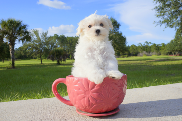 Meet Maurice - our Maltese Puppy Photo 1/2 - Florida Fur Babies