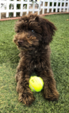 Cute Mini Aussiedoodle Poodle Mix Pup Cute Mini Aussiedoodle Poodle Mix Pup