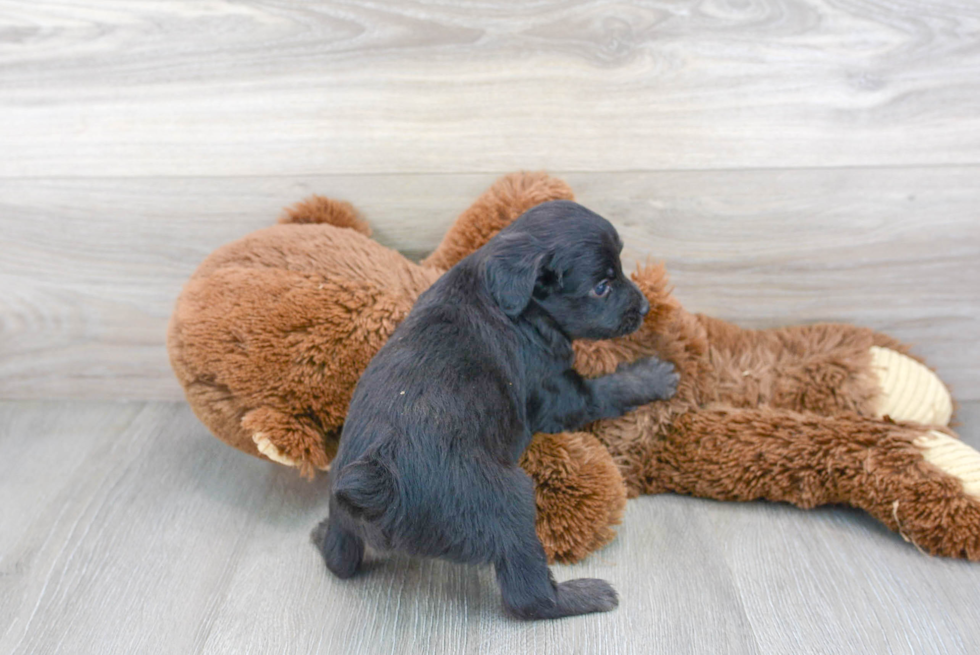 Meet Aladdin - our Mini Aussiedoodle Puppy Photo 3/3 - Florida Fur Babies