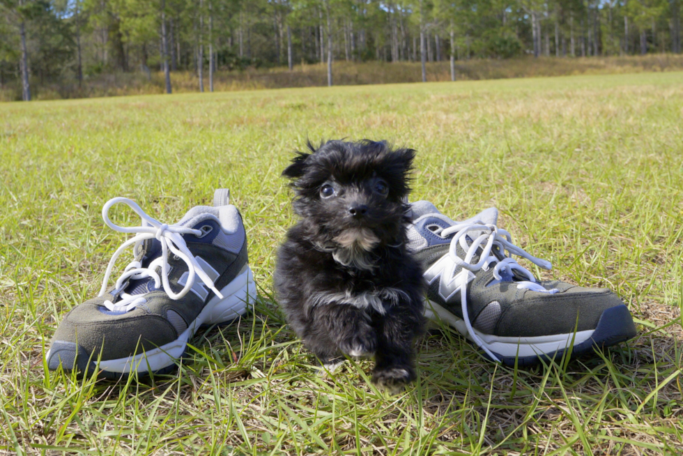 Meet Shadow - our Morkie Puppy Photo 3/5 - Florida Fur Babies