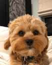 Puppy For Sale - Florida Fur Babies Puppy For Sale - Florida Fur Babies