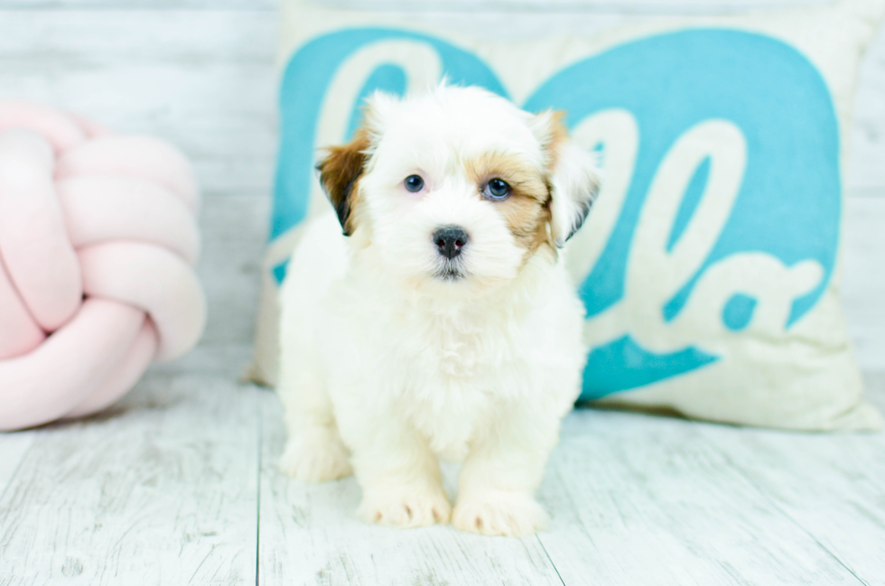 Meet  Cleo - our Teddy Bear Puppy Photo 4/4 - Florida Fur Babies