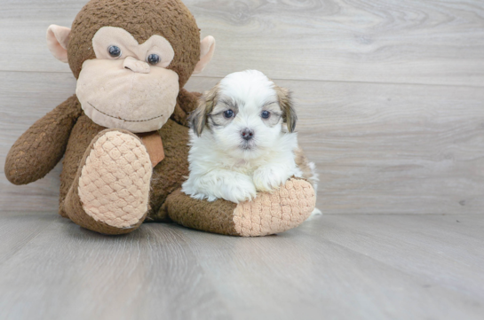 21 week old Shih Poo Puppy For Sale - Florida Fur Babies