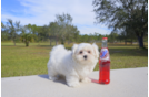 Meet Noelle - our Maltese Puppy Photo 1/3 - Florida Fur Babies