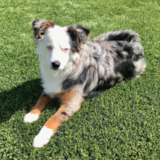Cute Miniature Austrailian Shepherd Purebred Pup Cute Miniature Austrailian Shepherd Purebred Pup