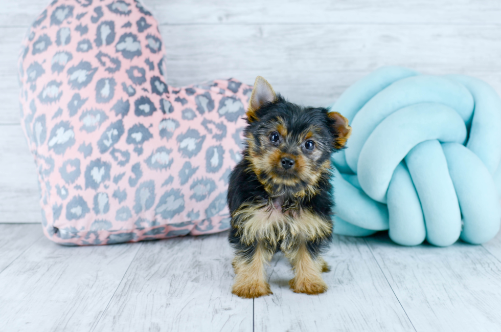 Meet  Zia - our Yorkshire Terrier Puppy Photo 2/6 - Florida Fur Babies