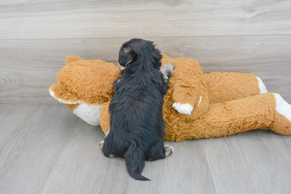 Meet Julep - our Yorkie Chon Puppy Photo 3/3 - Florida Fur Babies