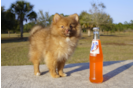 Meet Fuego - our Pomeranian Puppy Photo 2/2 - Florida Fur Babies