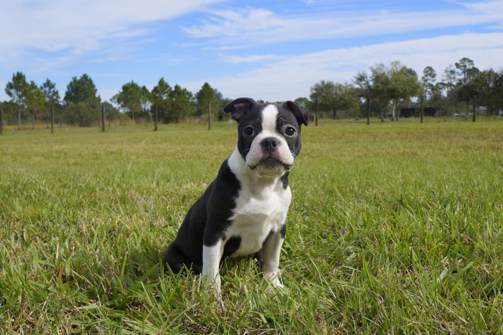 Meet Softy - our Boston Terrier Puppy Photo 4/4 - Florida Fur Babies