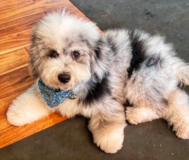 Cute Mini Sheepadoodle Poodle Mix Pup Cute Mini Sheepadoodle Poodle Mix Pup