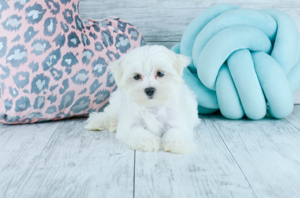 Meet Polar - our Maltese Puppy Photo 3/4 - Florida Fur Babies