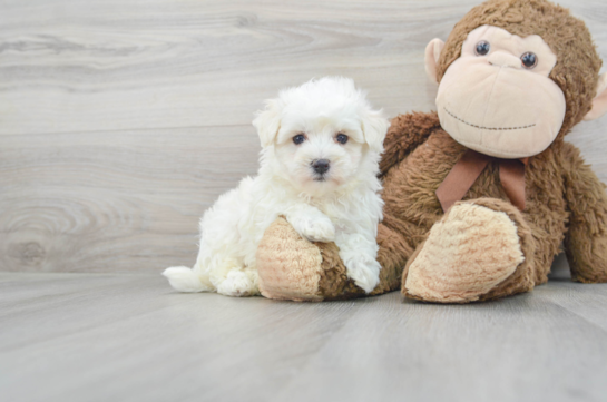 14 week old Maltipoo Puppy For Sale - Florida Fur Babies
