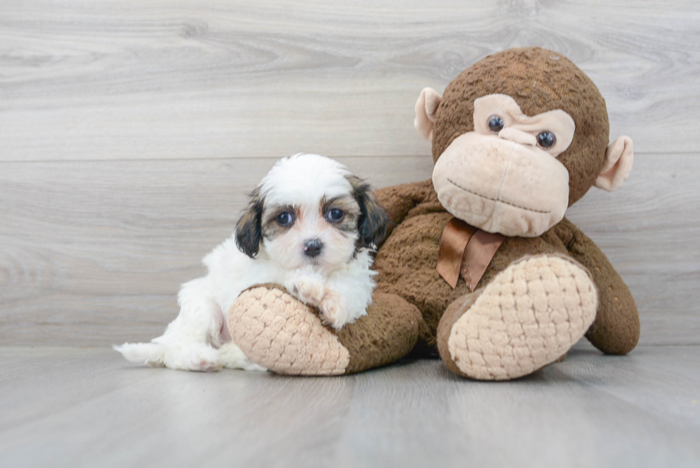 Meet Galaxy - our Teddy Bear Puppy Photo 2/3 - Florida Fur Babies