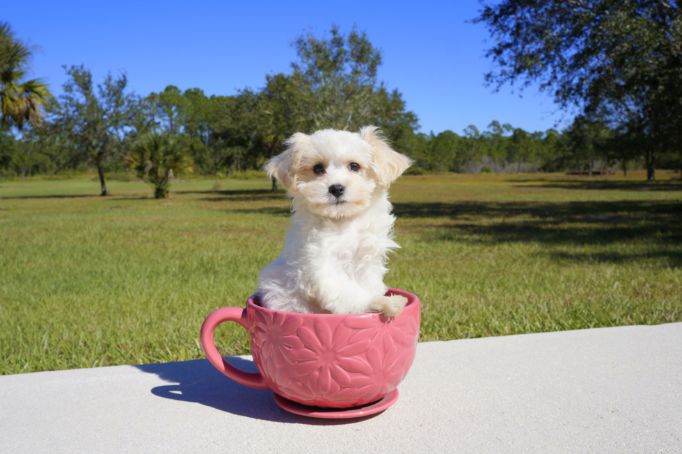 Meet Oakley - our Cavachon Puppy Photo 1/2 - Florida Fur Babies