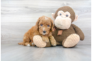Meet George - our Mini Goldendoodle Puppy Photo 2/3 - Florida Fur Babies