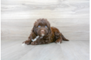 Meet Stapleton - our Portuguese Water Dog Puppy Photo 2/3 - Florida Fur Babies