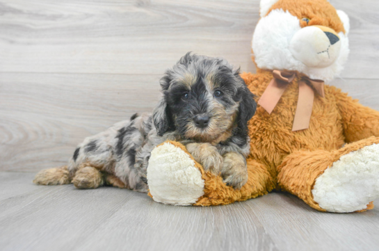 7 week old Mini Bernedoodle Puppy For Sale - Florida Fur Babies