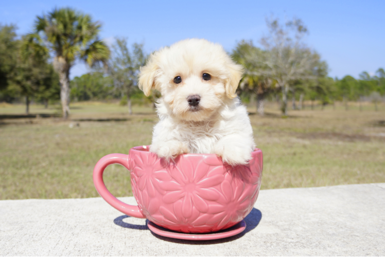 Meet Honey Dew - our Maltipoo Puppy Photo 1/5 - Florida Fur Babies