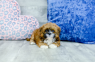 Meet Lucas - our Lhasa Apso Puppy Photo 1/4 - Florida Fur Babies