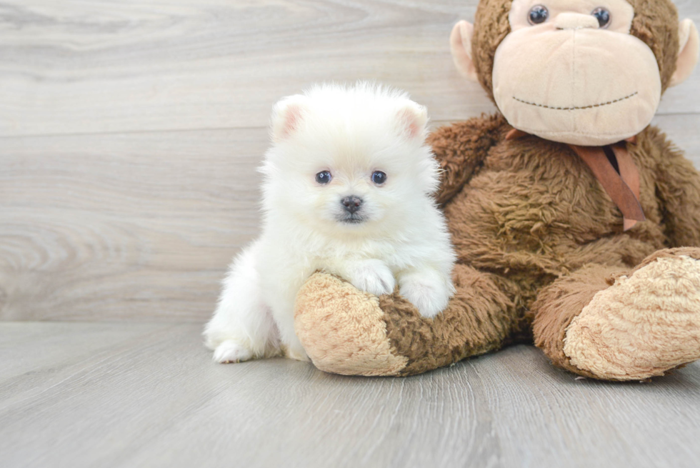 Meet Moki - our Pomeranian Puppy Photo 2/3 - Florida Fur Babies