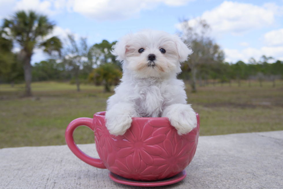 Meet Cuti Pie - our Maltese Puppy Photo 4/4 - Florida Fur Babies