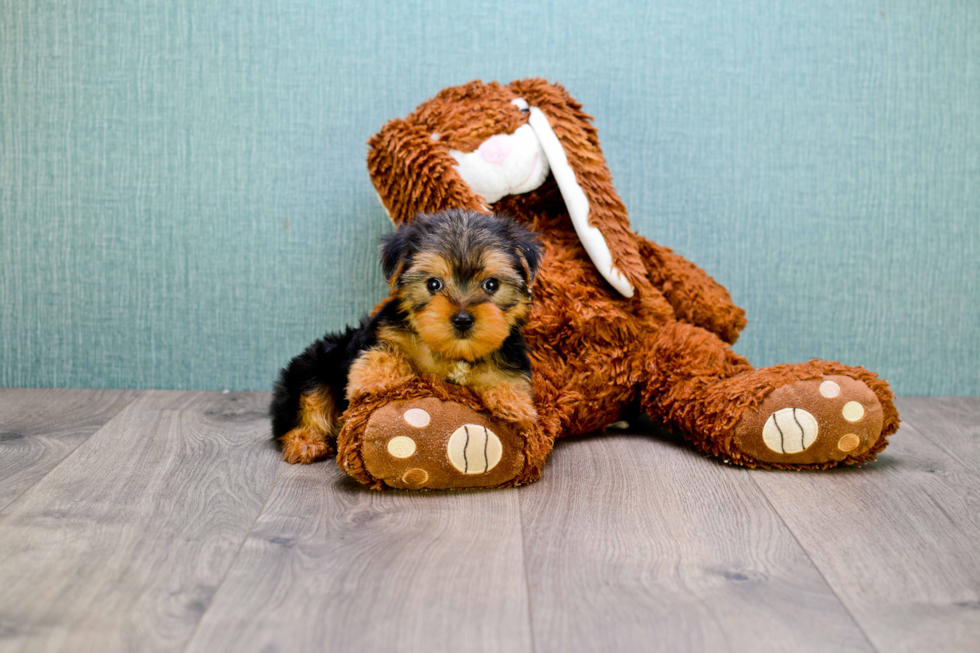 Meet Ben - our Yorkshire Terrier Puppy Photo 1/3 - Florida Fur Babies