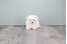 Meet Isabella - our Maltese Puppy Photo 2/3 - Florida Fur Babies