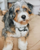 Cute Mini Bernadoodle Poodle Mix Pup