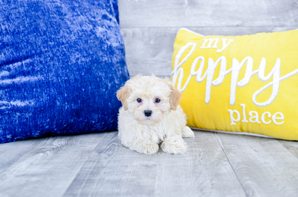 Meet  Swagger - our Maltipoo Puppy Photo 1/4 - Florida Fur Babies