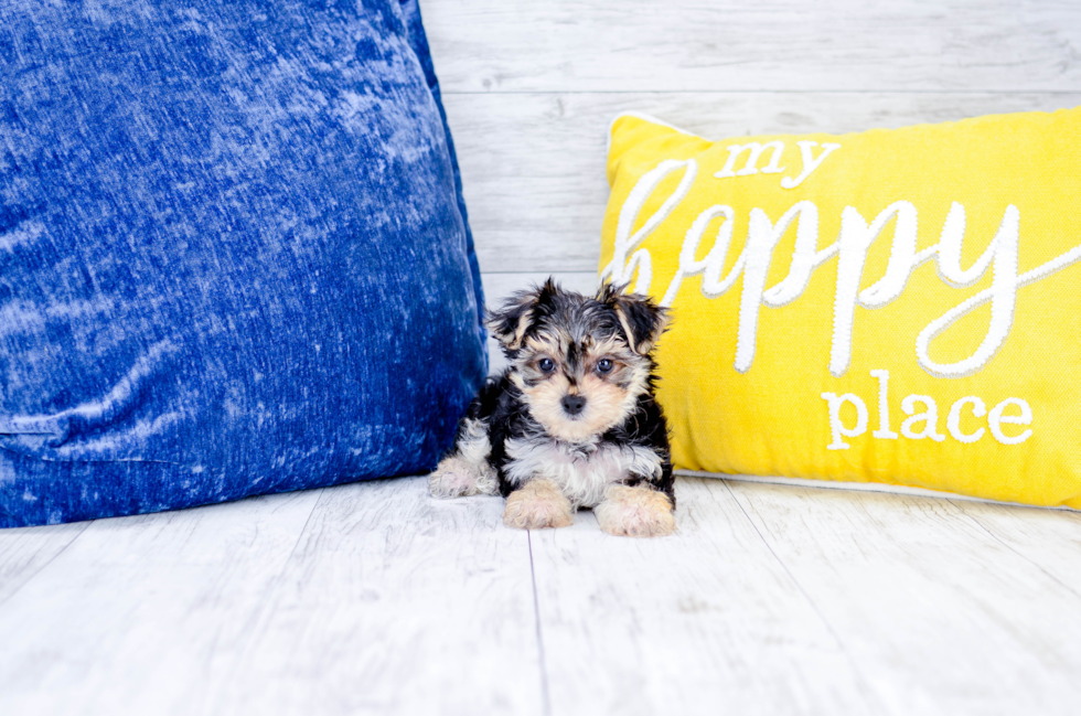 Meet  Noble - our Morkie Puppy Photo 1/4 - Florida Fur Babies