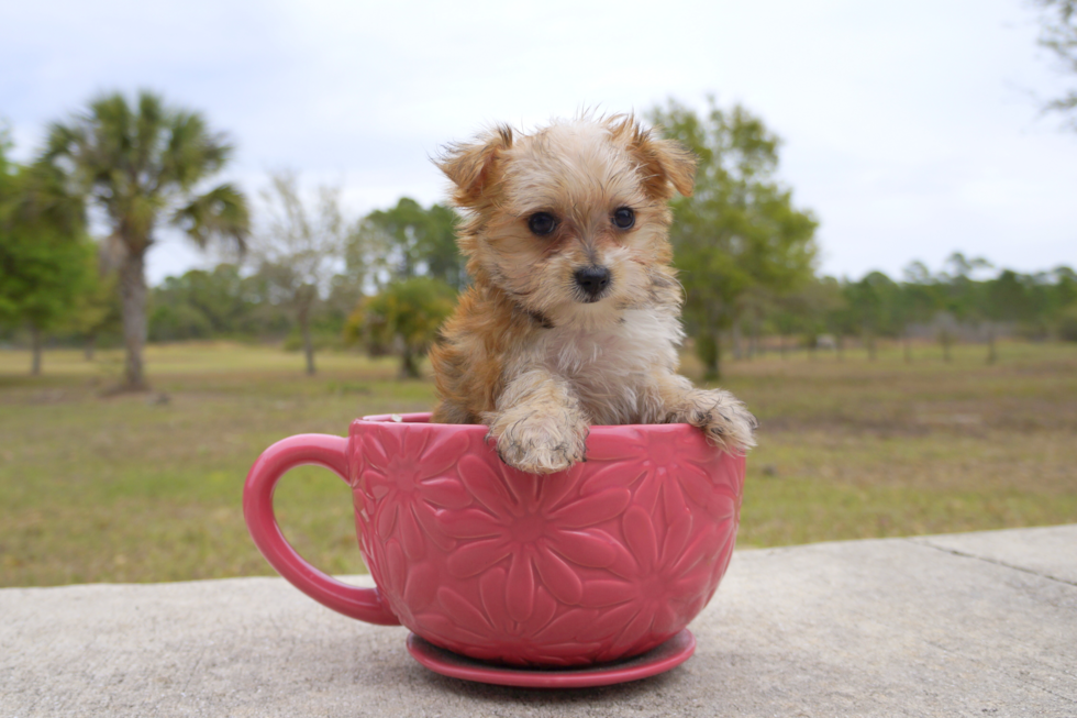 Meet Sephora - our Morkie Puppy Photo 1/1 - Florida Fur Babies