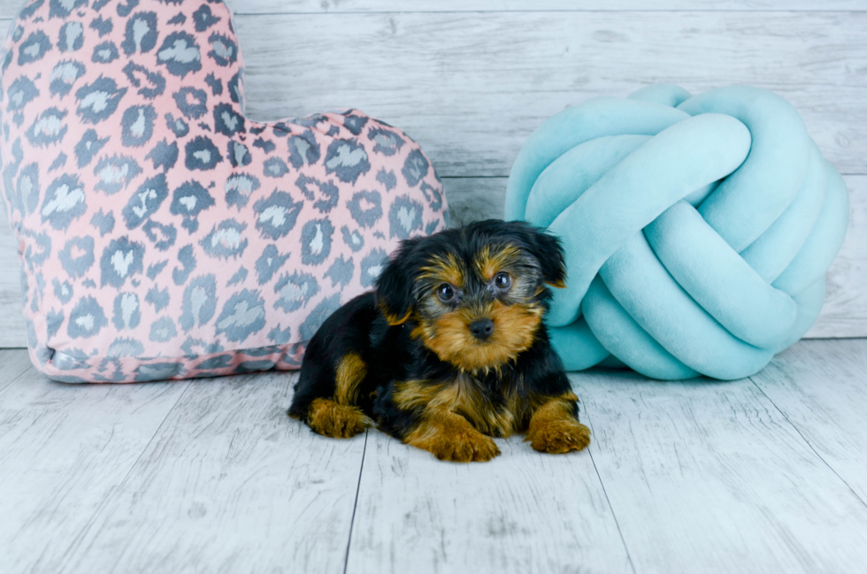 Meet  Dickens - our Yorkshire Terrier Puppy Photo 2/5 - Florida Fur Babies