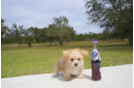 Meet Clove - our Morkie Puppy Photo 1/5 - Florida Fur Babies
