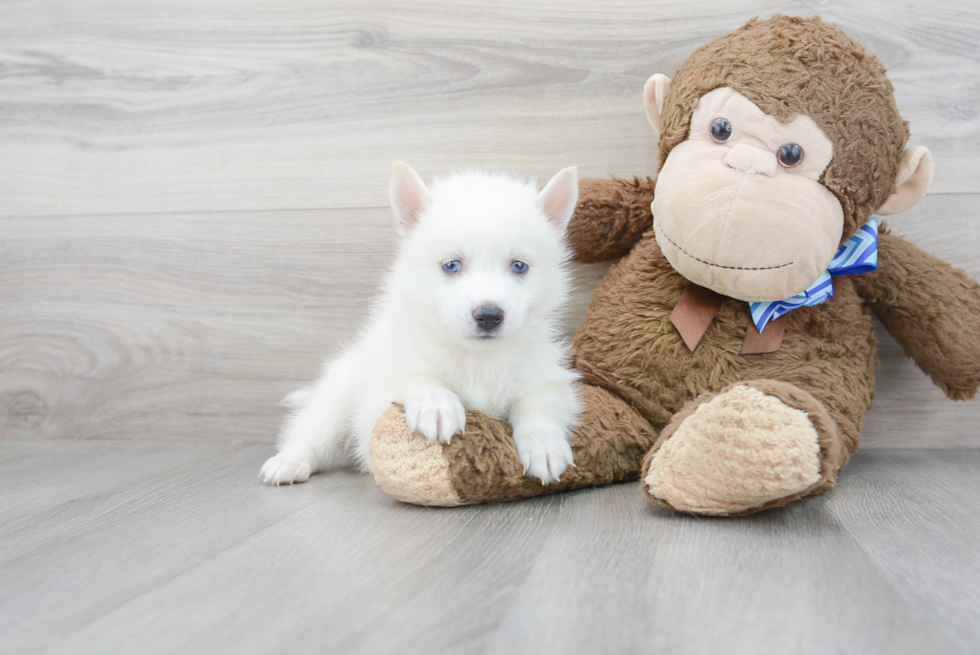 Meet Summer - our Pomsky Puppy Photo 2/3 - Florida Fur Babies