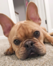 Puppy For Sale - Florida Fur Babies Puppy For Sale - Florida Fur Babies