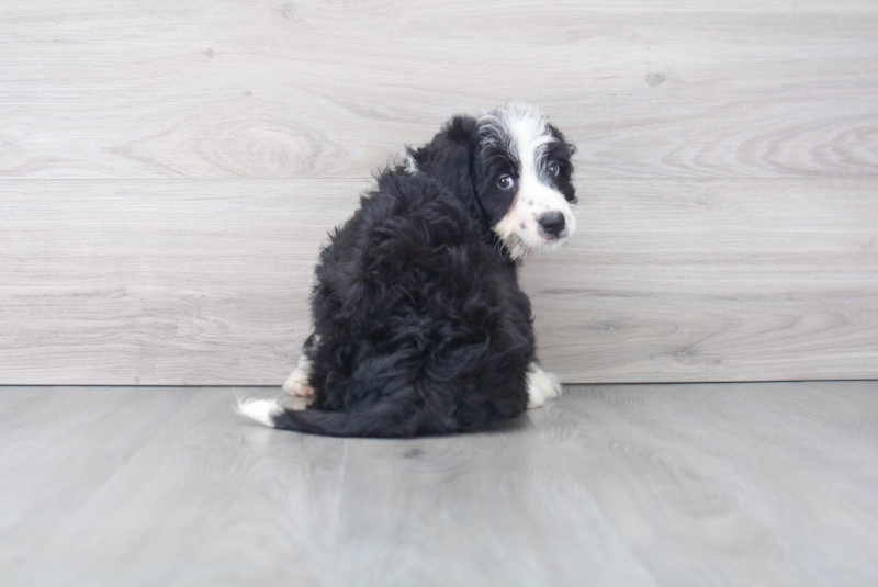 Meet Linux - our Mini Bernedoodle Puppy Photo 4/4 - Florida Fur Babies