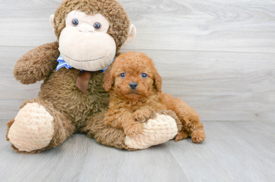 23 week old Cockapoo Puppy For Sale - Florida Fur Babies