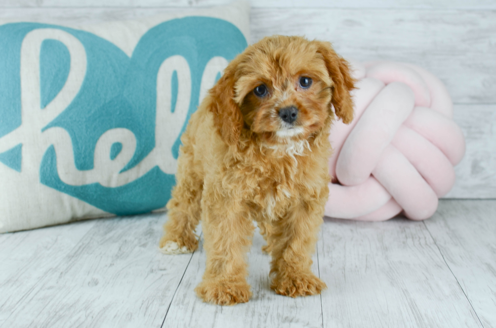 Meet  Willow - our Cavapoo Puppy Photo 5/6 - Florida Fur Babies