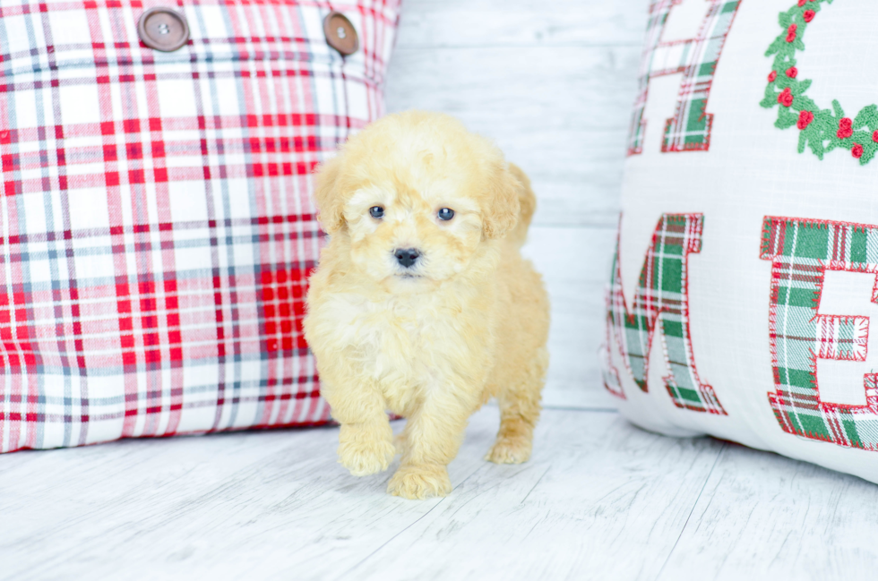 Meet  Everett - our Mini Goldendoodle Puppy Photo 4/4 - Florida Fur Babies