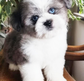 Saussie Puppies For Sale - Florida Fur Babies