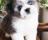 Saussie Puppies For Sale Florida Fur Babies