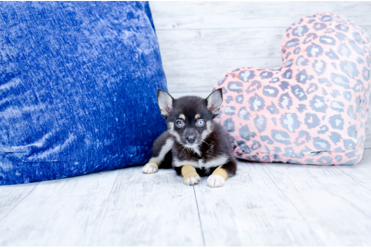 Meet Koda Girl - our Pomsky Puppy Photo 1/4 - Florida Fur Babies